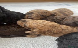 Miniature Poodle dogs for sale: Miniature poodles REDUCED READY TO LEAVE NOW  - Image 8