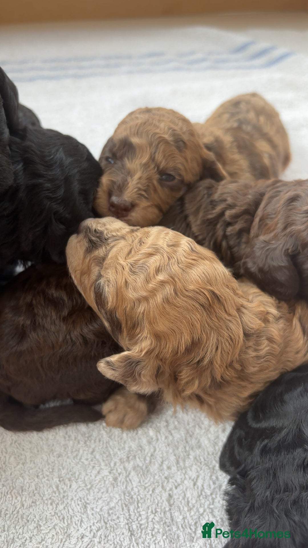 Miniature Poodle dogs for sale: Miniature poodles REDUCED READY TO LEAVE NOW  - Image 8