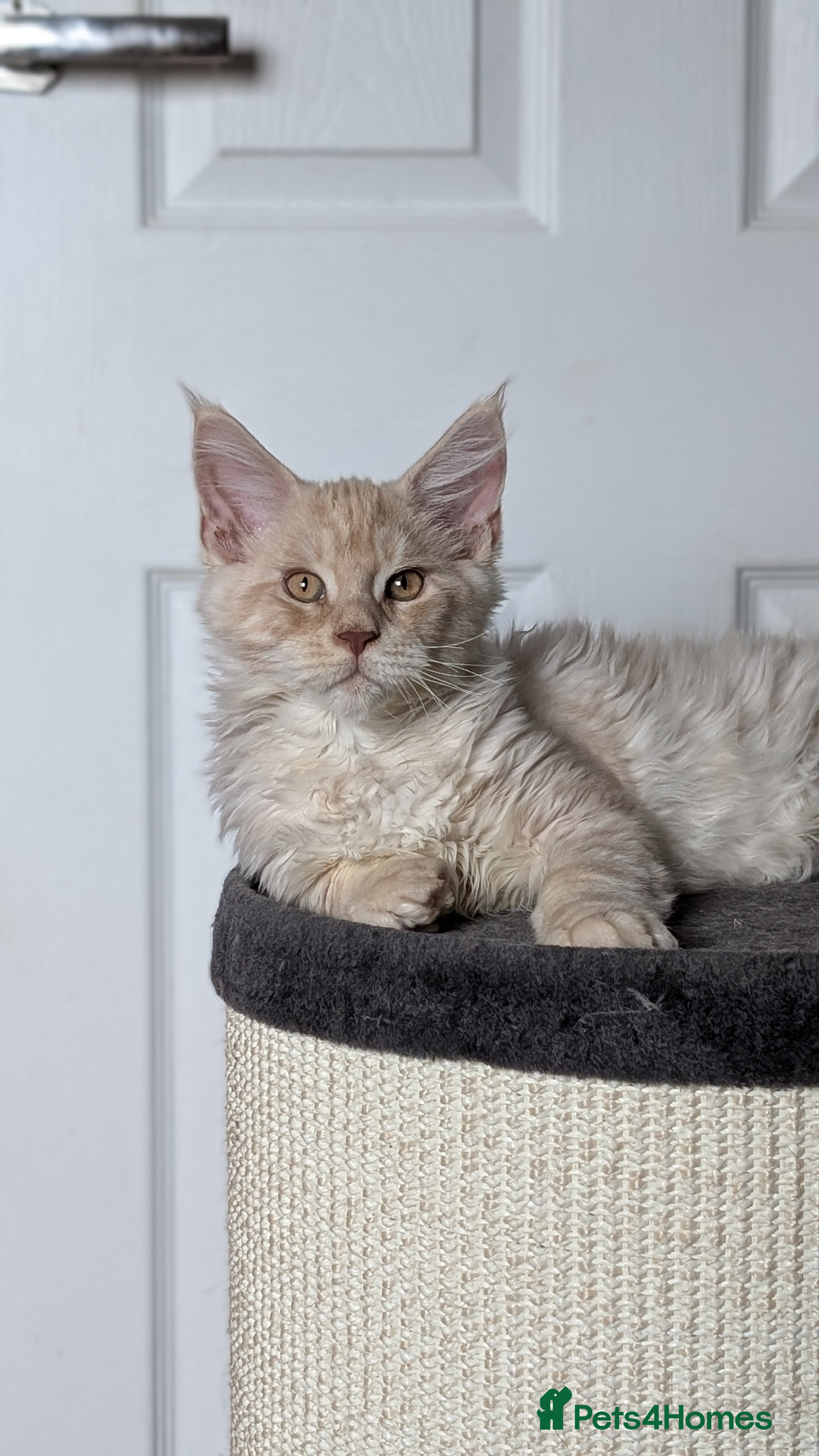 Maine Coon cats Stunning Tica registered Maine coon kittens - Advert 2