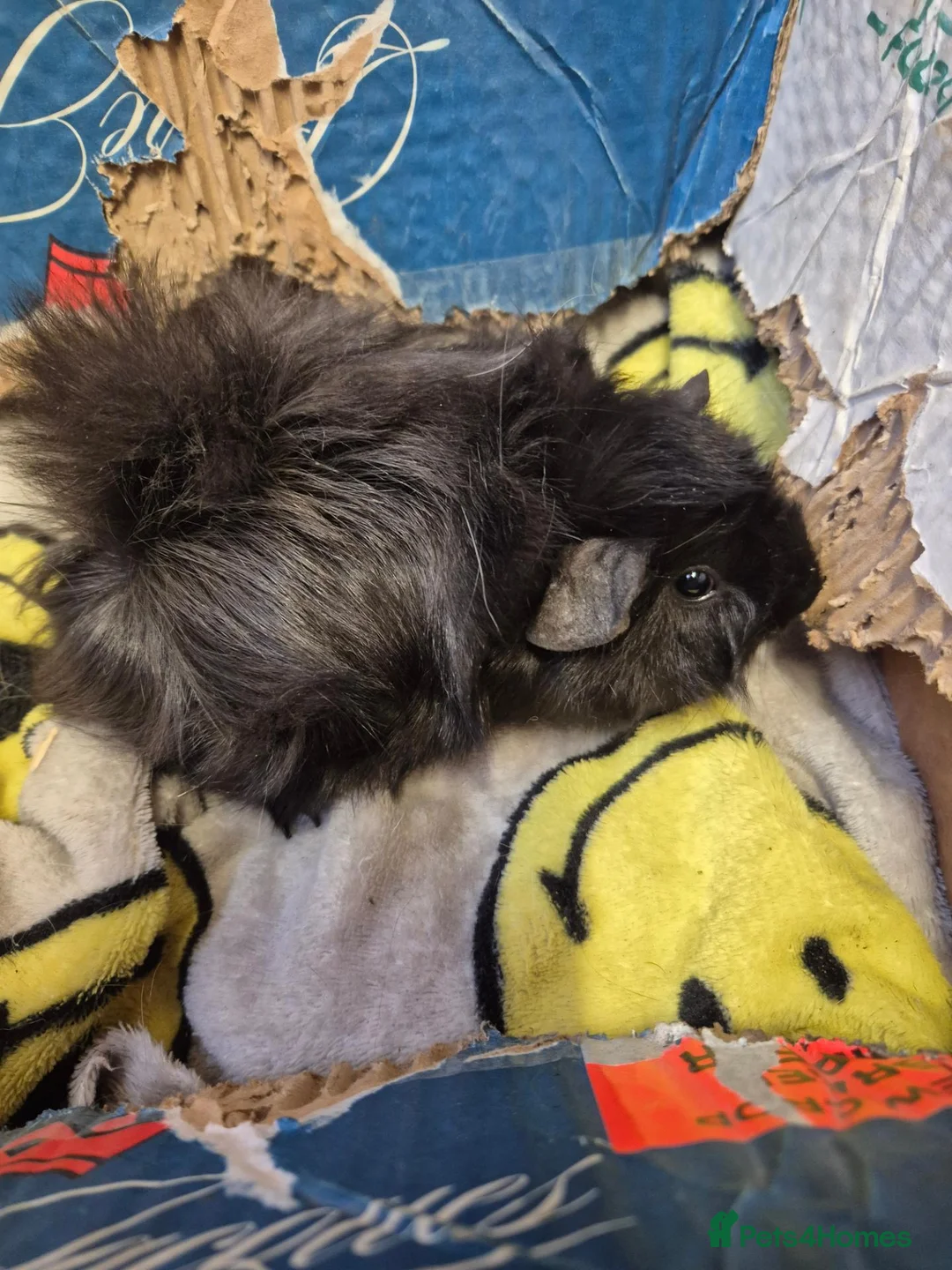 Guinea Pig rodents for sale: Baby Female Guinea Pigs For Sale  - Advert 2