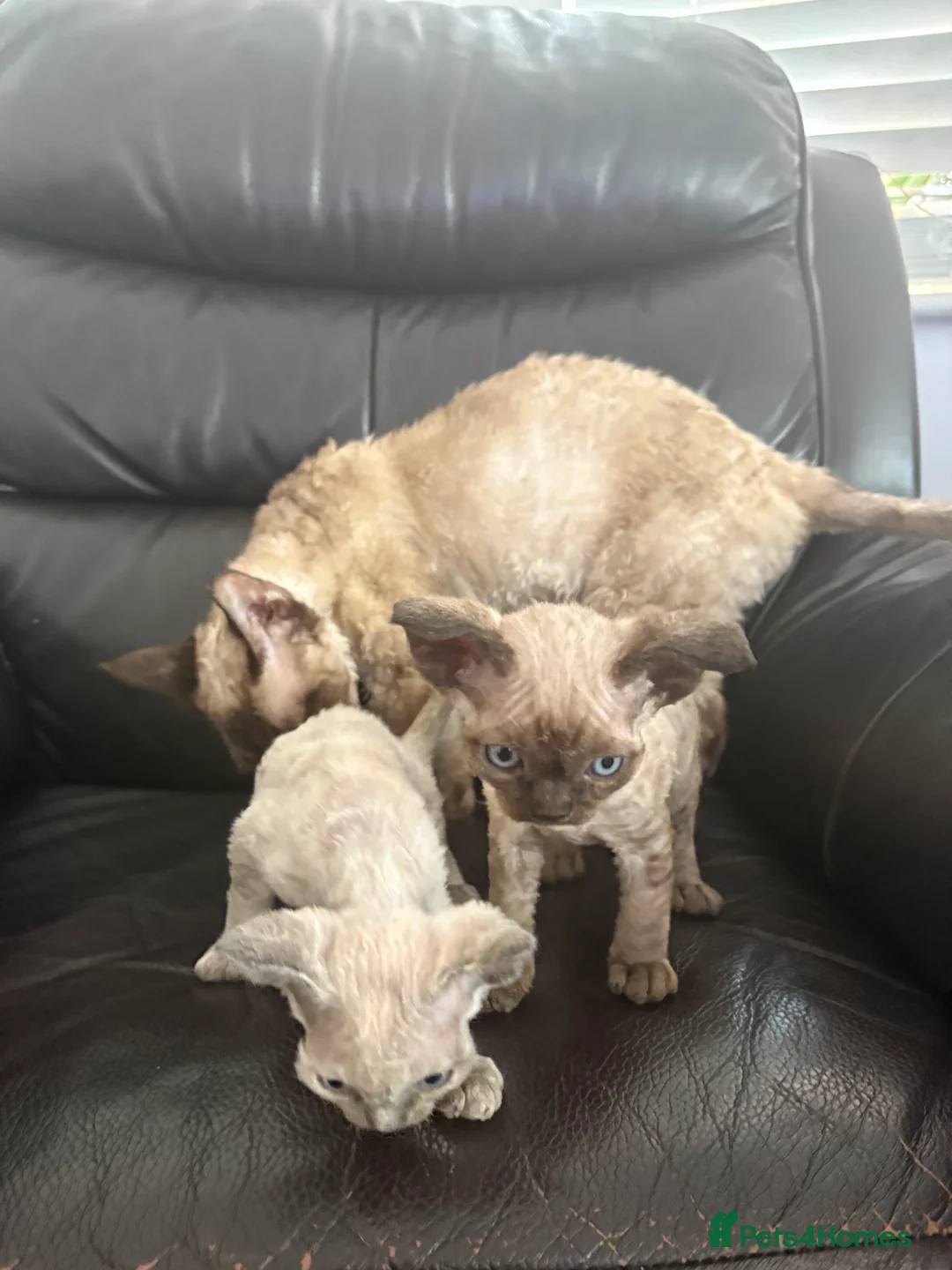 Devon Rex cats for sale: ❤️Devon rex kittens available 😻 - Advert 16