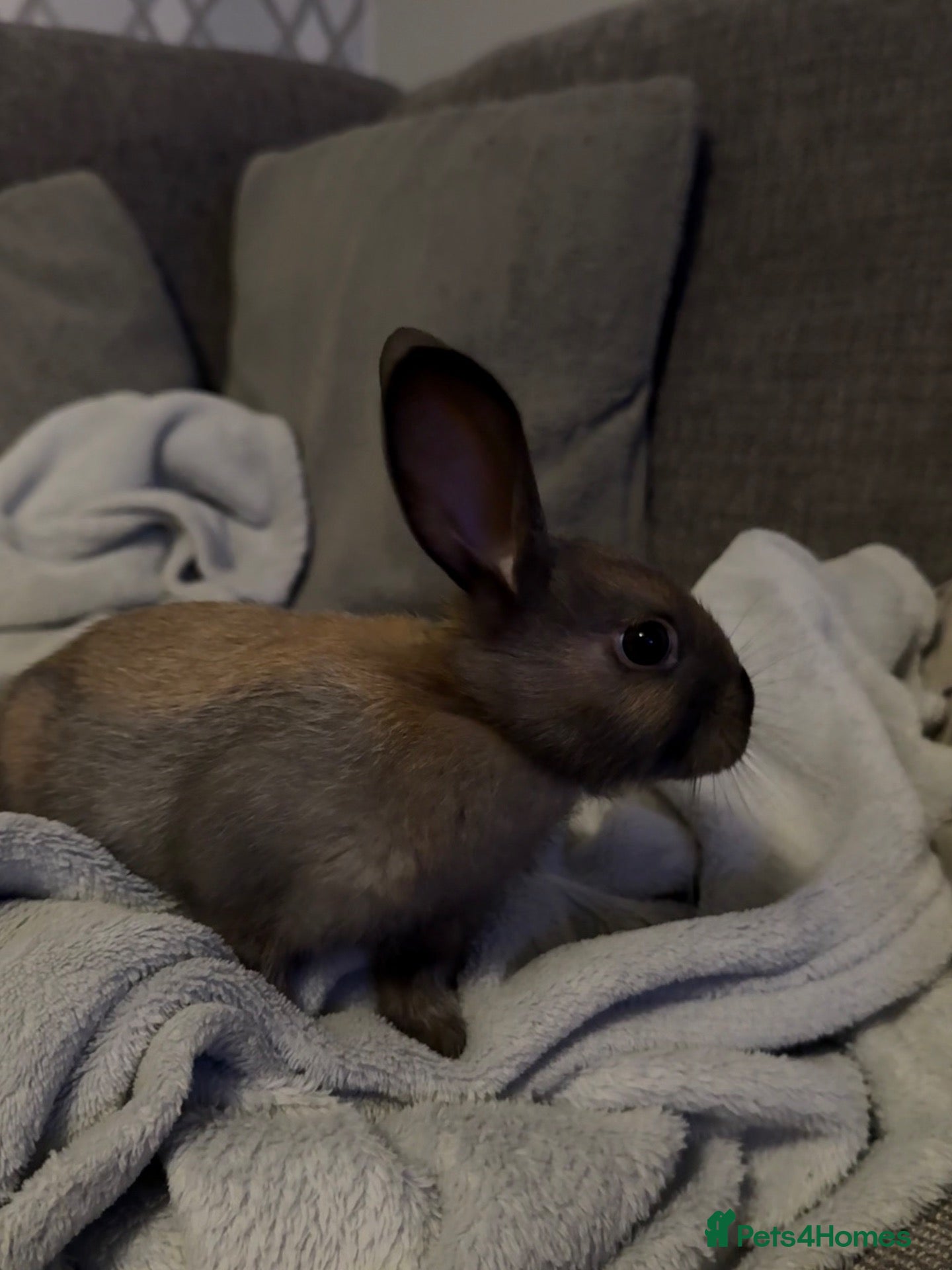 Mixed Breed rabbits for sale: Baby bunnies, vaccinated and well handled - Advert 13