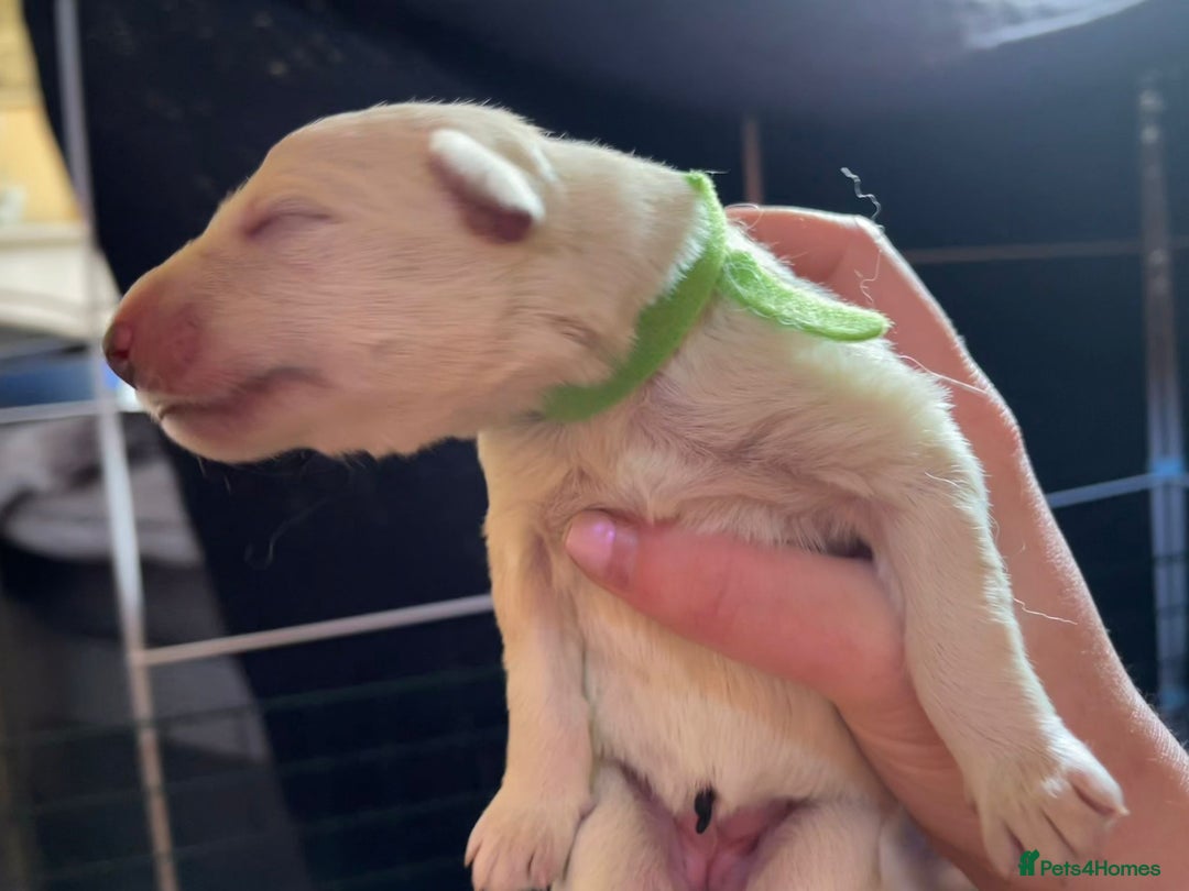 White Swiss Shepherd dogs for sale: White Swiss Shepherd Puppies 🐾🍼KC Registered - Image 7
