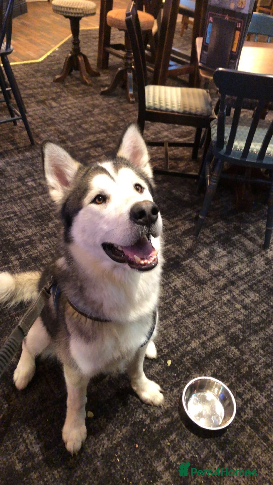 Siberian Husky dogs for stud: Beautiful proven Siberian Husky ready for stud! in Preston - Advert 4