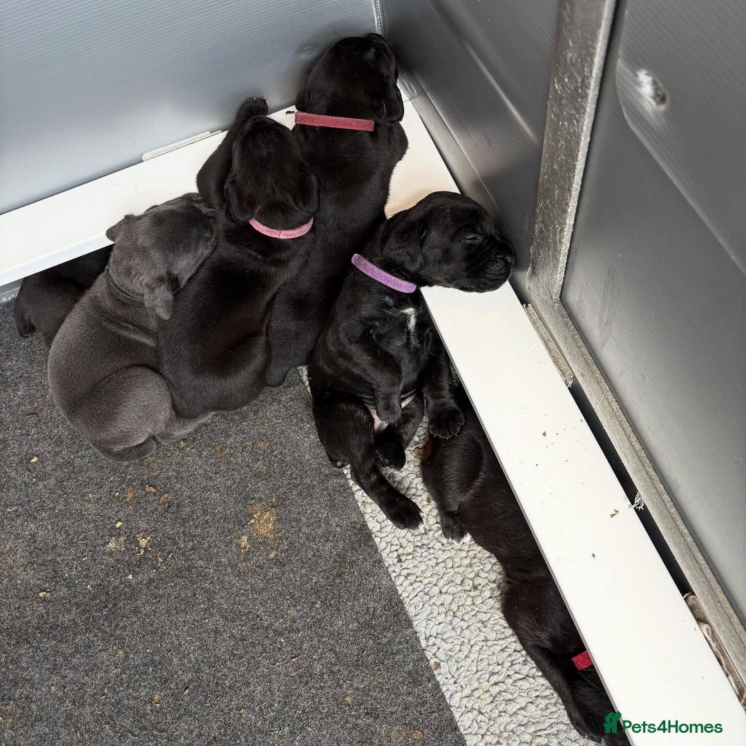 Cane Corso dogs for sale: Amazing Cane Corso puppies - Advert 12