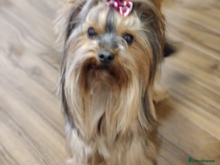 Yorkshire Terrier dogs in Hull - Advert 8