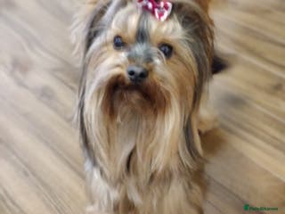 Yorkshire Terrier dogs Pedigree Yorkshire terrier for STUD only in Hull - Advert 14