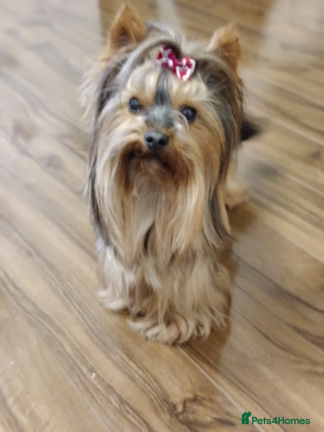 Yorkshire Terrier dogs for stud: Pedigree Yorkshire terrier for STUD only in Hull - Advert 1