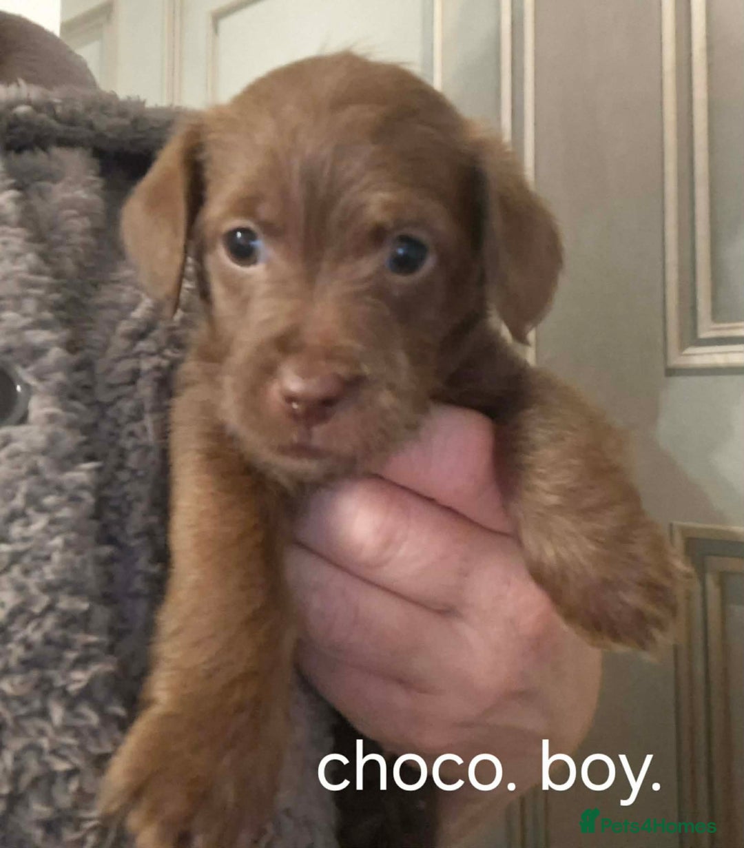 Jackapoo dogs for sale: JACKAPOO PUPPIES - Advert 7