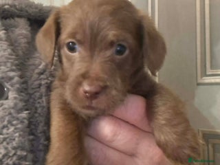 Jackapoo dogs JACKAPOO PUPPIES - Advert 3