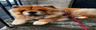 Chow Chow 7