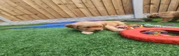 Golden Retriever dogs for sale: Stunning dark golden retriever puppies for sale - Advert 29