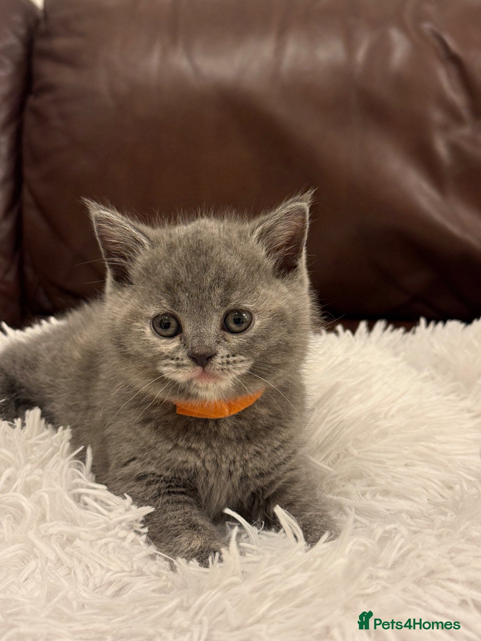 British Shorthair cats Beautiful British Short Hair  - Advert 1