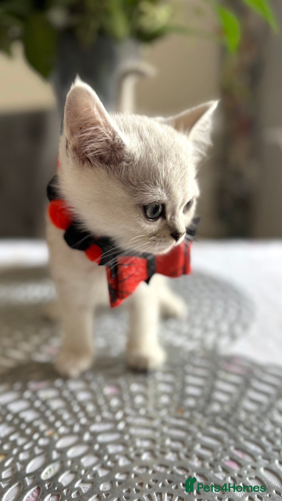 Scottish Fold cats for sale: Two Scottish Straight Boys  - Image 5
