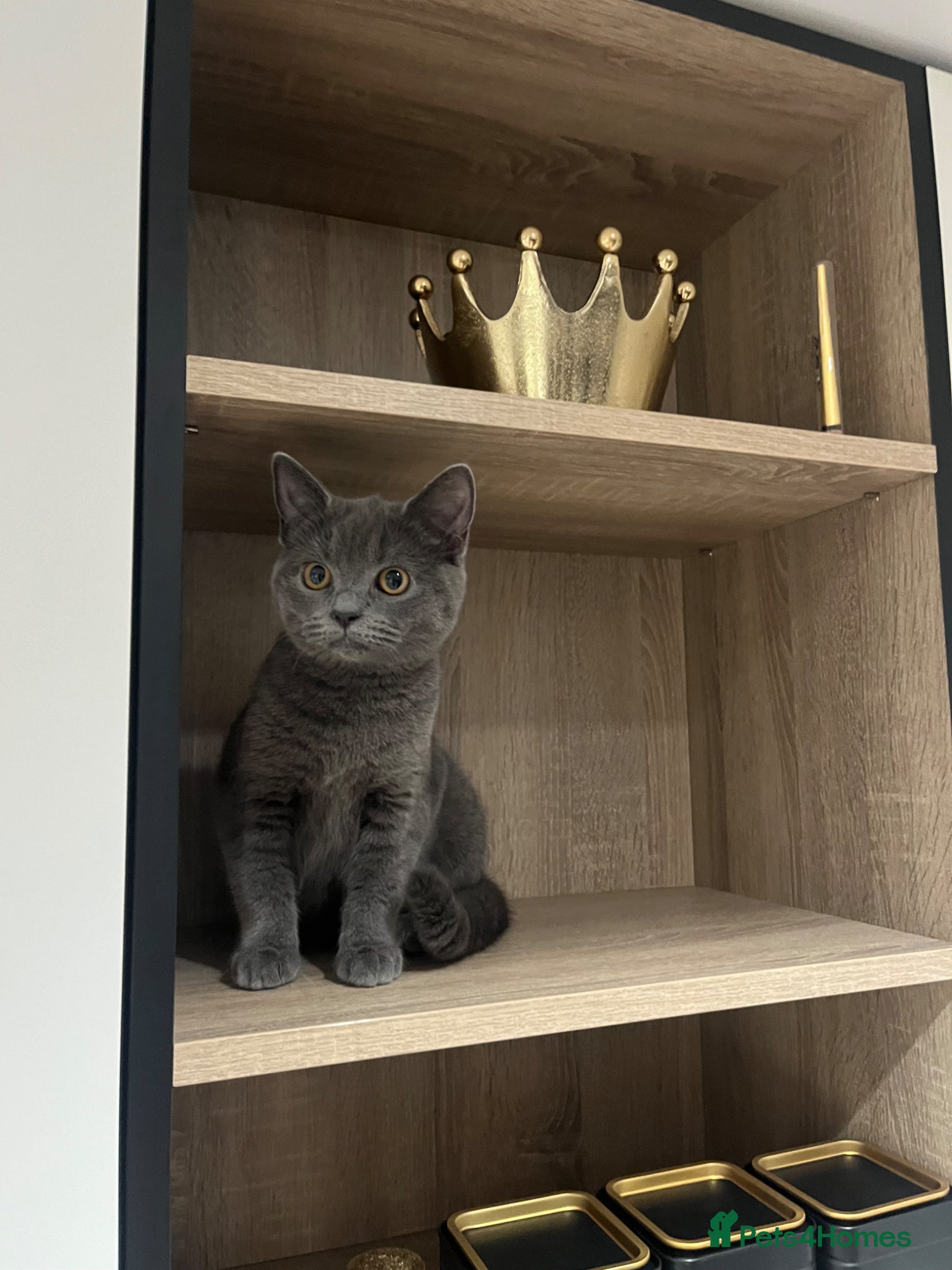 British Shorthair cats British short hair  - Advert 1