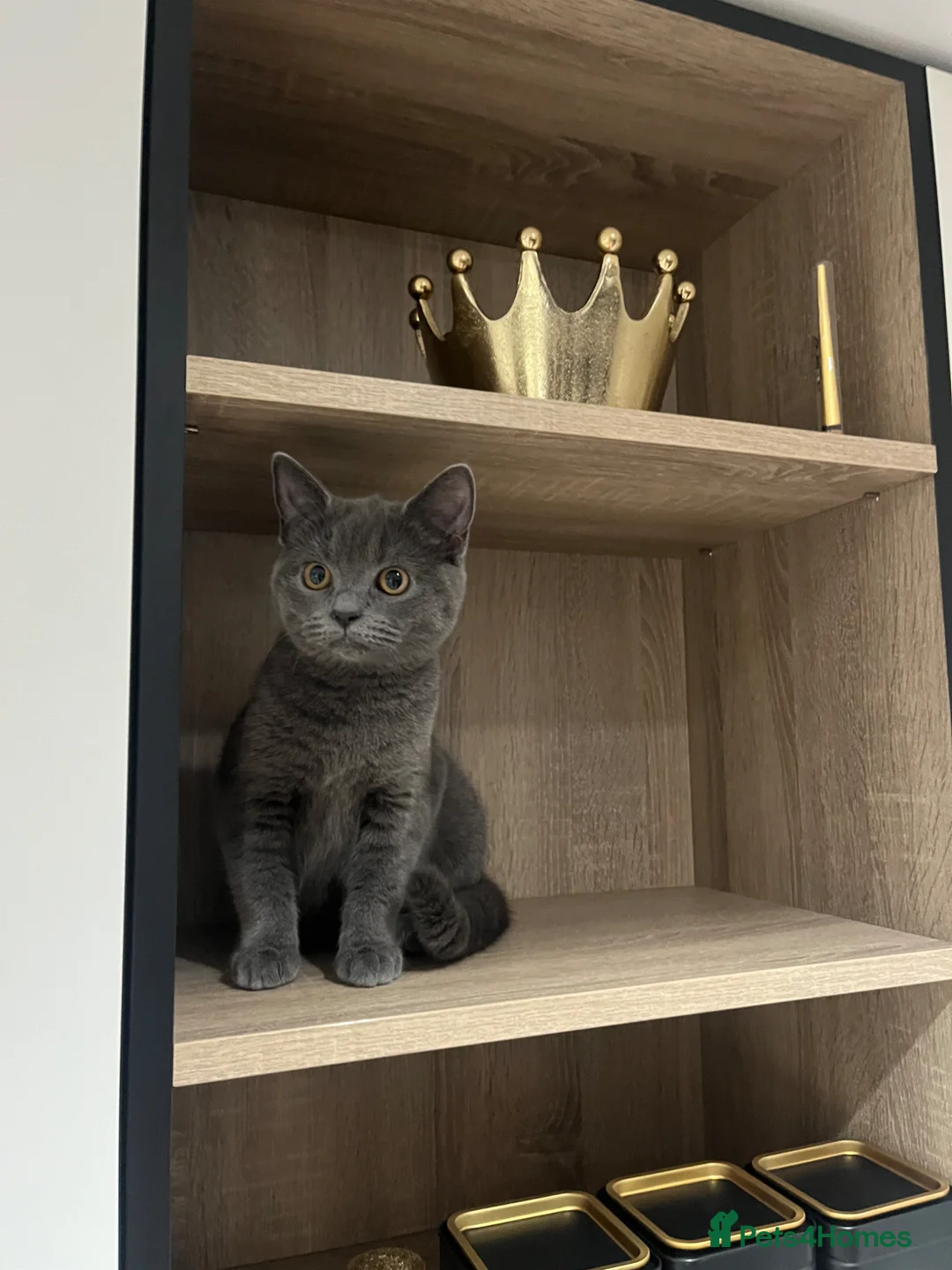 British Shorthair cats for sale: British short hair  - Advert 1