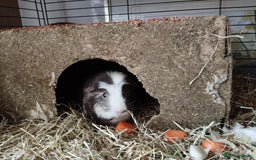 Guinea Pig rodents for sale: 2 female guinea pigs for sale - Advert 3