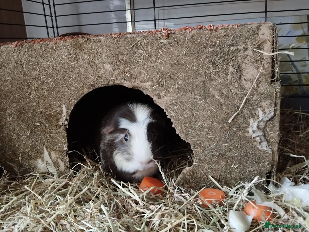 Guinea Pig rodents for sale: 2 female guinea pigs for sale - Advert 3