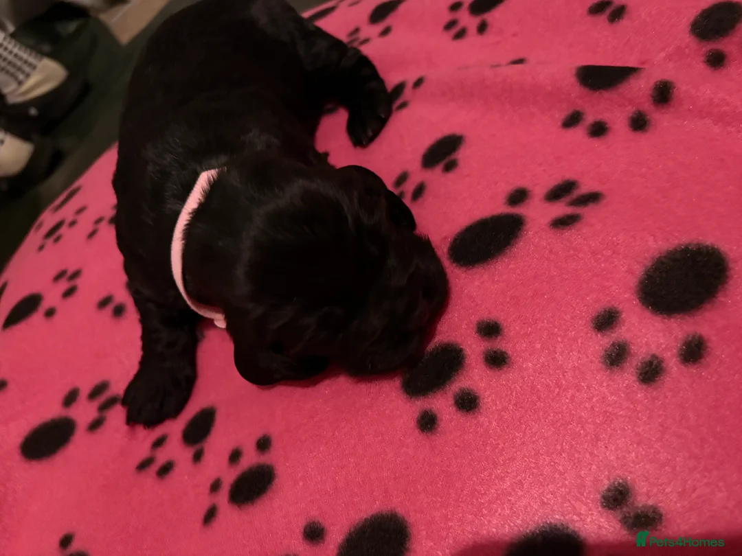 Sprocker dogs for sale: Beautiful Sprockers looking for their forever home - Advert 6