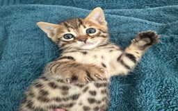 Bengal cats for sale: 4 Gorgeous Bengal Babies - Image 3