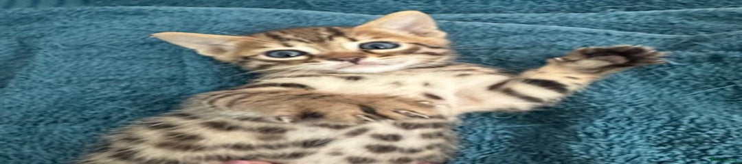 Bengal Kitten 2
