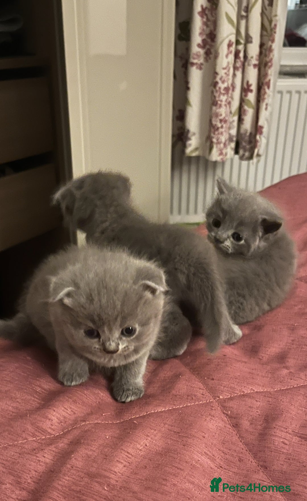 Scottish Fold cats for sale: Lovely Scottish fold kittens  - Advert 9