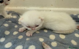 British Shorthair cats for sale: GCCFreg BSH & BLH Chocolate & Black Golden Kittens - Image 18