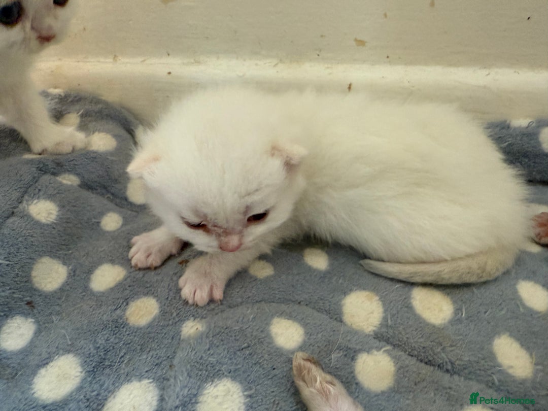 British Shorthair cats for sale: GCCFreg BSH & BLH Chocolate & Black Golden Kittens - Image 18