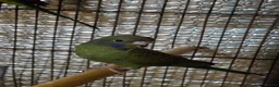 Budgerigars birds for sale: Beautiful bfbw budgies - Advert 3