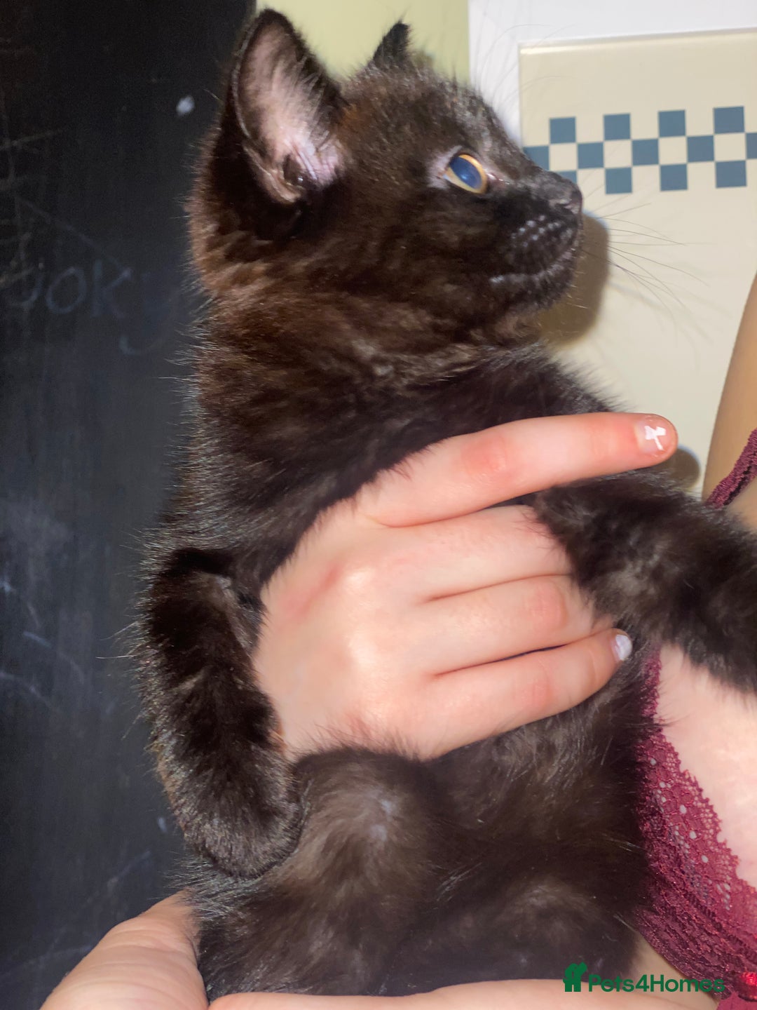 Mixed Breed cats for sale: 3 kittens available Portsmouth - Advert 20