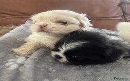 Pekingese dogs for sale: Pekingese puppy (3 girls and 3 boys left) - Image 14