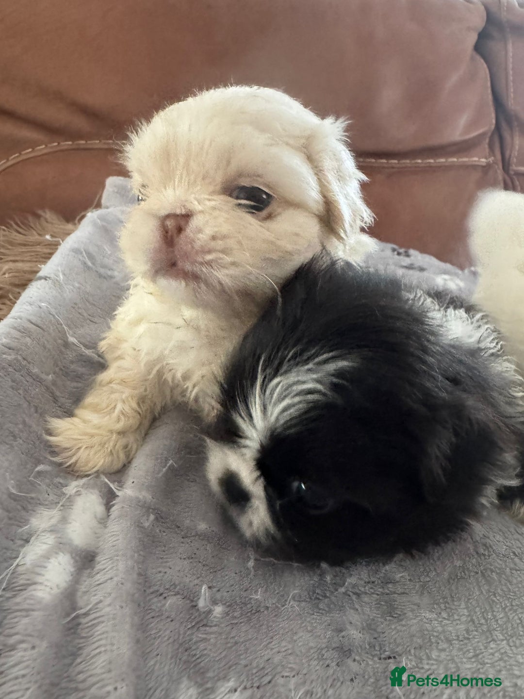 Pekingese dogs for sale: Pekingese puppy (3 girls and 3 boys left) - Image 14