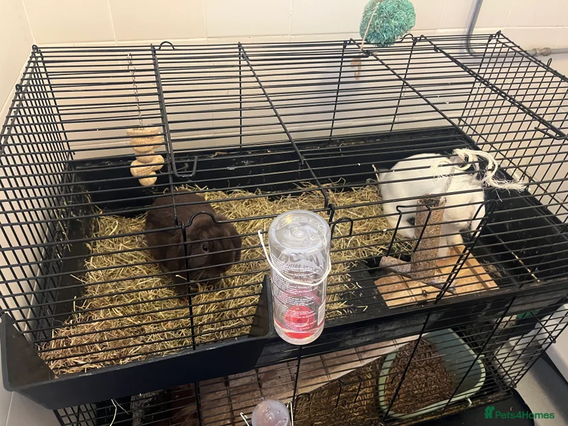 Two male Bunnies for sale in Pontypool | Pets4Homes