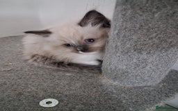 Ragdoll cats for sale: 3 Beautiful ragdoll girls ready  - Image 2