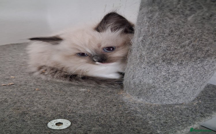 Ragdoll cats - Advert 18