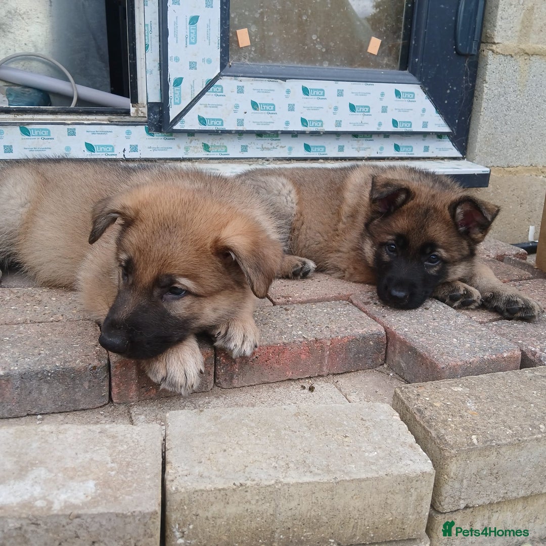 German Shepherd dogs for sale: Beautiful German Shepherd Puppies - Image 8