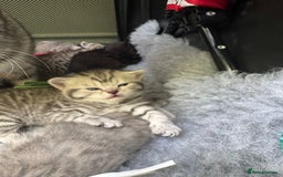 Scottish Fold cats for sale: Scottish fold/ Scottish striaght BSH kittens  - Image 9