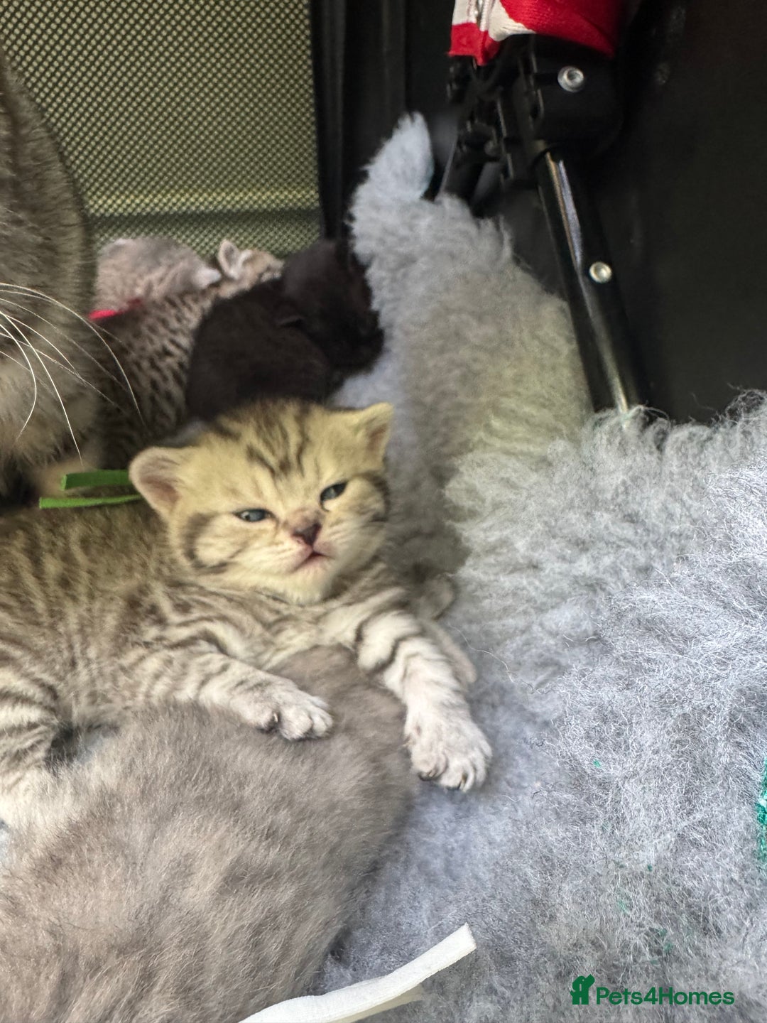 Scottish Fold cats for sale: Scottish fold/ Scottish striaght BSH kittens  - Image 9