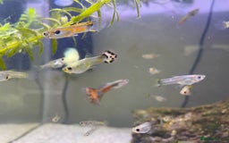 Live Bearers fish for sale: Mixed guppies - Image 2