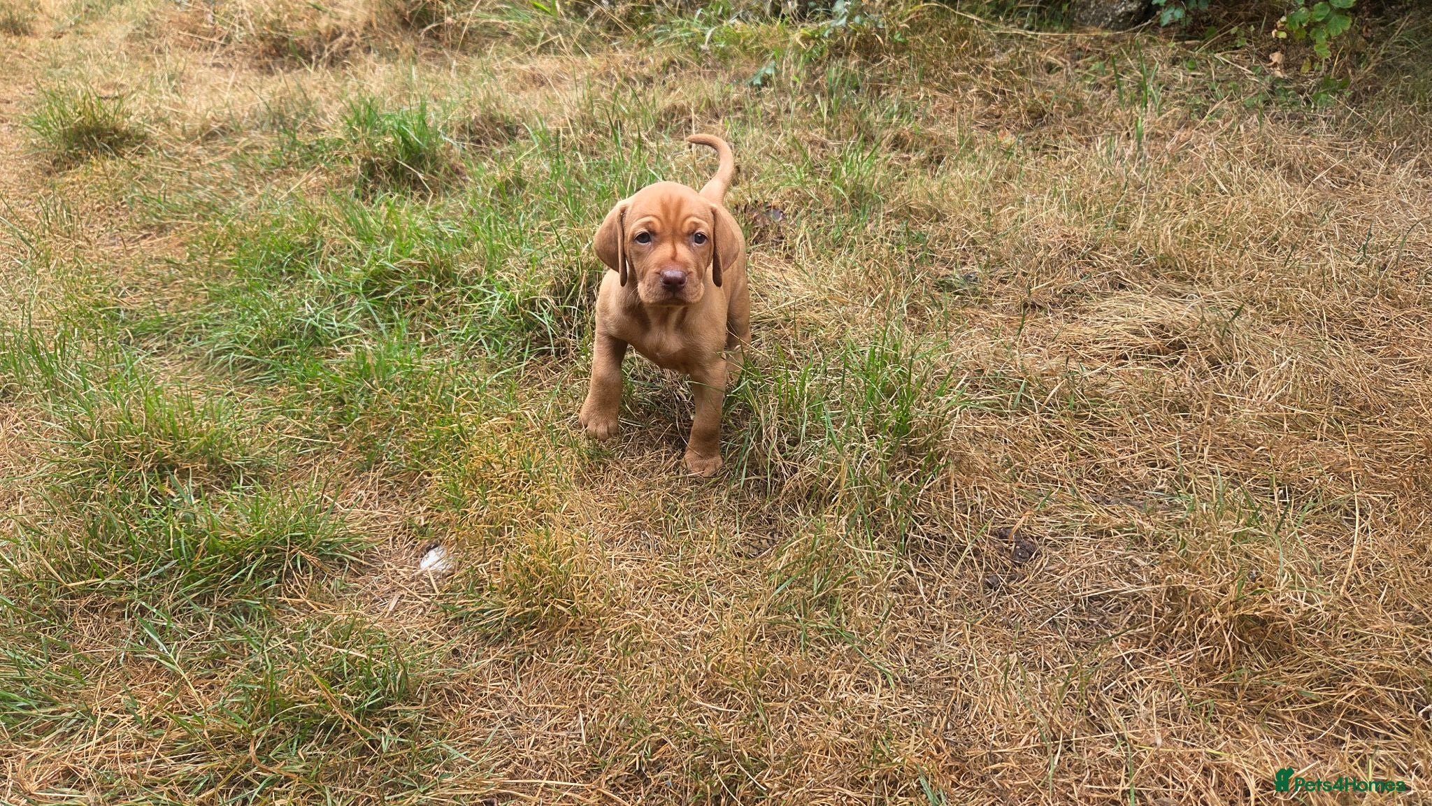 Hungarian Vizsla dogs Dual Purpose Hungarian Vizsla Bitch Puppies - Advert 2