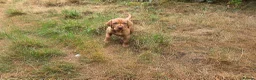 Hungarian Vizsla dogs for sale: Dual Purpose Hungarian Vizsla Bitch Puppies - Advert 1