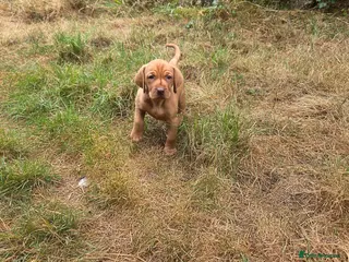 Hungarian Vizsla dogs Dual Purpose Hungarian Vizsla Bitch Puppies - Advert 2