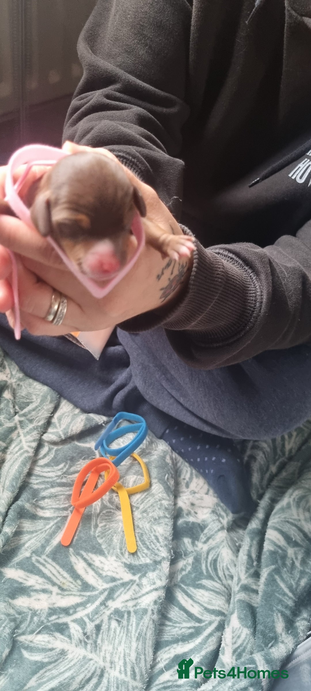 Mixed Breed dogs for sale: Dachschund puppies - Image 5