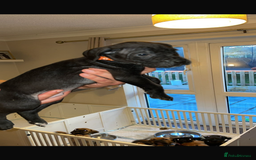 Cane Corso dogs for sale: 9 beautiful cane corso pups for sale - Image 6