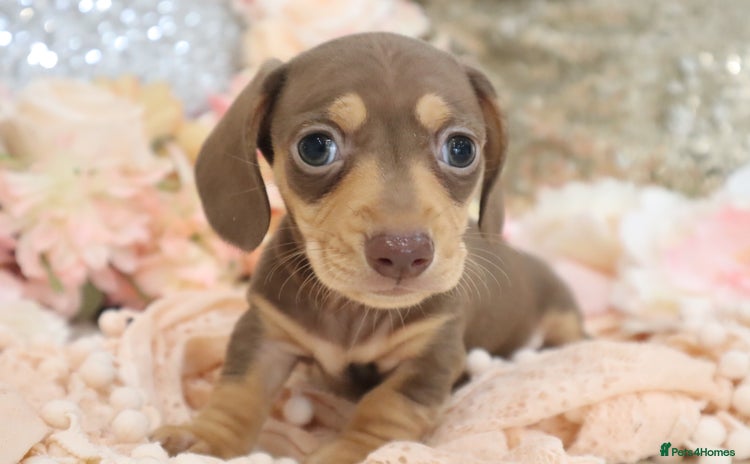 Miniature Dachshund dogs - Advert 2