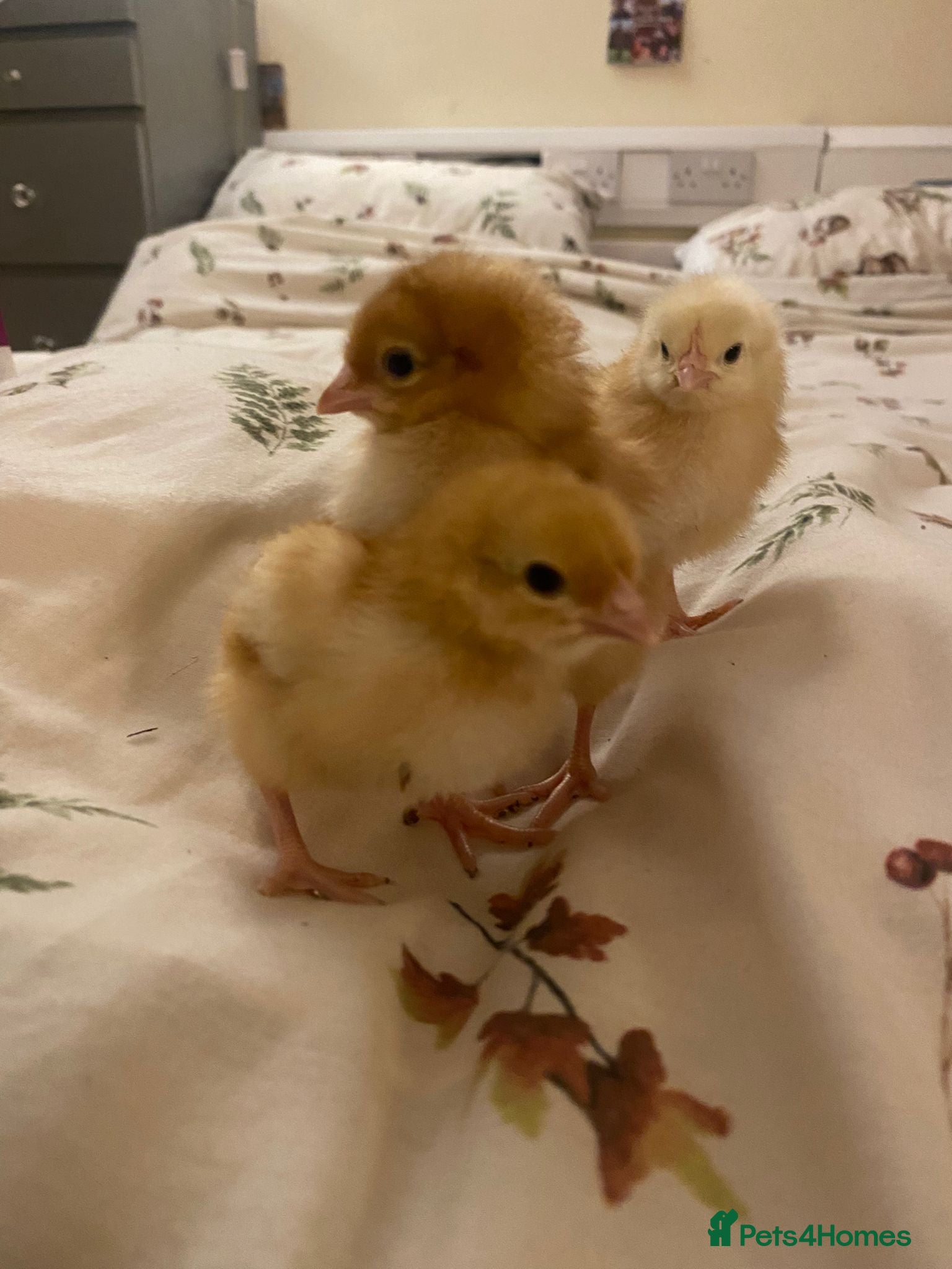 Chickens poultry Sexed hybrid female chicks  - Advert 2