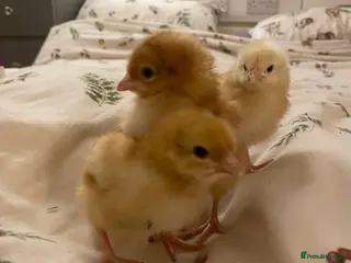 Chickens poultry Sexed hybrid female chicks - Advert 2