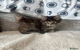 Maine Coon cats for sale: Maine Coon Kittens - Image 4