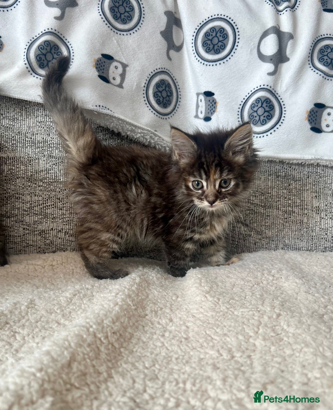 Maine Coon cats for sale: Maine Coon Kittens - Image 4