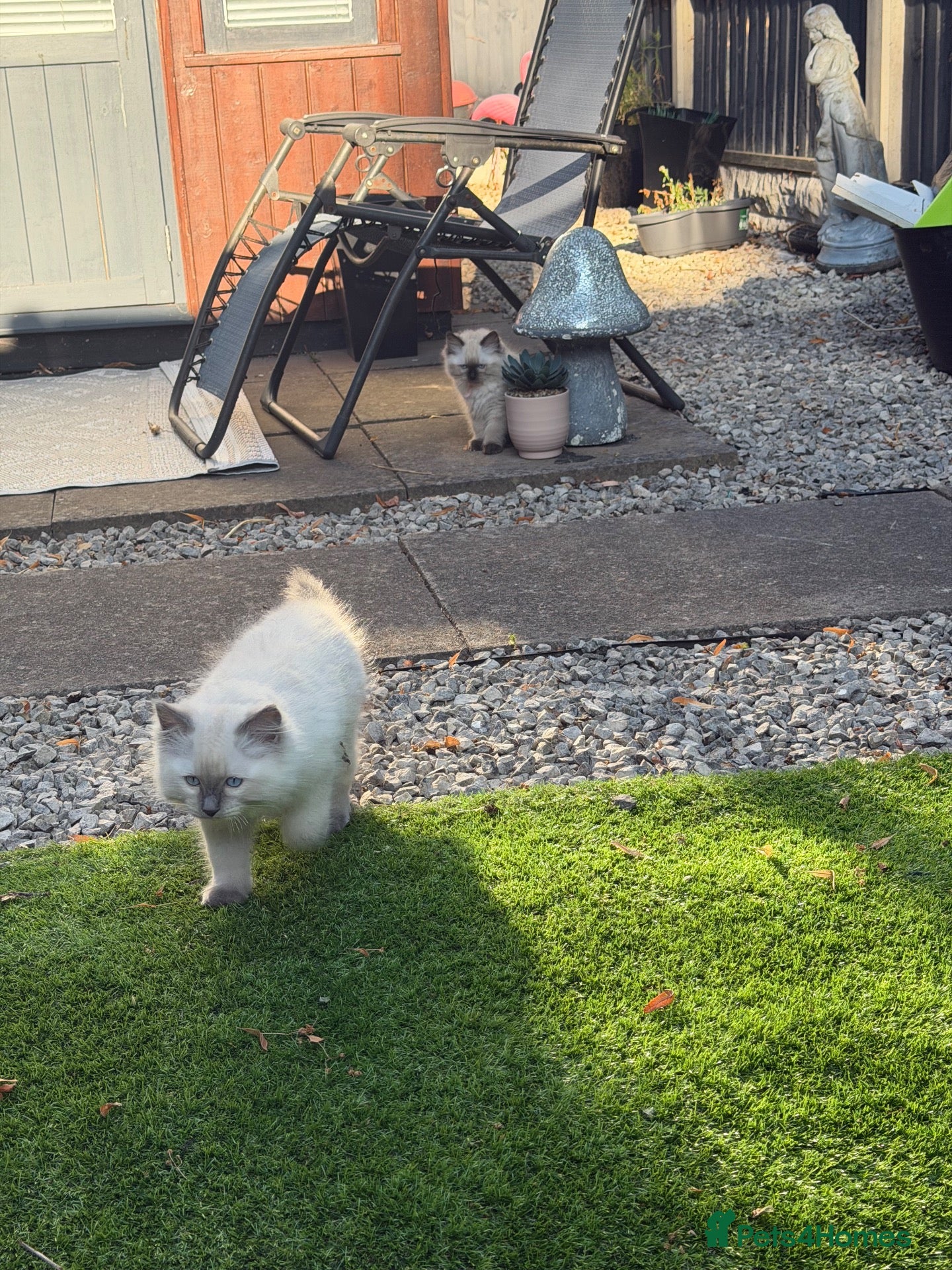 Ragdoll cats X2 Ragdoll Kittens  - Advert 1